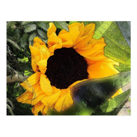 Sun Flower Postcard
