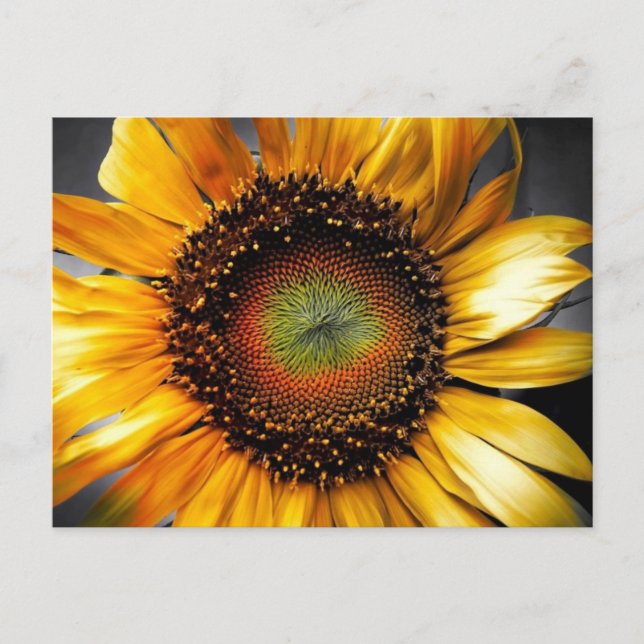 Sun Flower Postcard (Front)