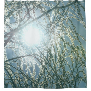 Sun Glow Through Willow Tree Branches Uplifting
