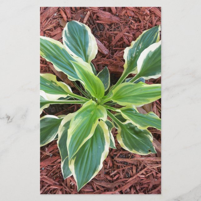Sun Hosta (Front)