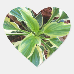 Sun Hosta Heart Sticker