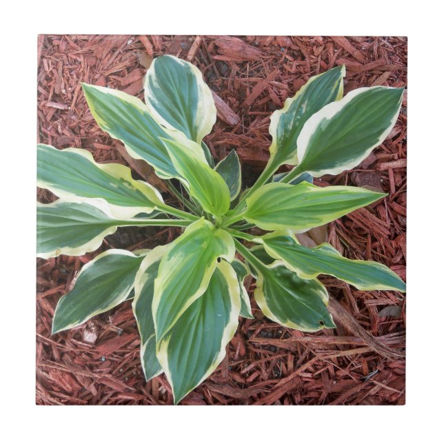 Sun Hosta Tile (Front)