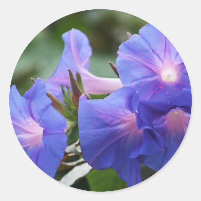 Sun Illuminated Blue and Lavender Morning Glories Classic Round Sticker (Front)