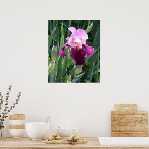 Sun-kissed Pink Iris Flower Poster