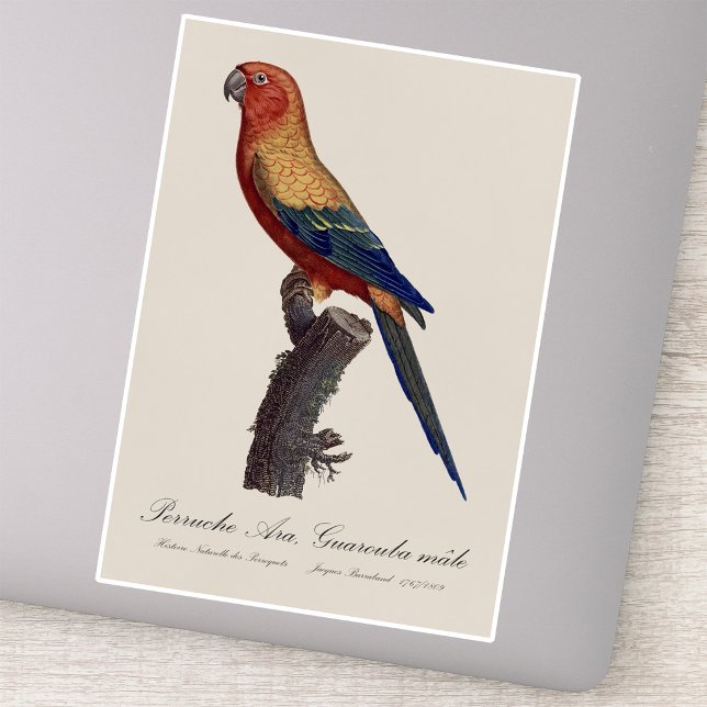 Sun Parakeet Male, Aratinga Solstitialis (Sun Parakeet Male, Aratinga Solstitialis. Sticker)