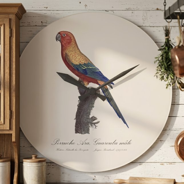 Sun Parakeet Male, Aratinga Solstitialis Large Clock (Sun Parakeet Male, Aratinga Solstitialis. Large Clock)