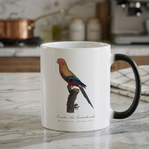 Sun Parakeet Male, Aratinga Solstitialis Magic Mug