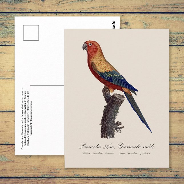 Sun Parakeet Male, Aratinga Solstitialis Postcard (Sun Parakeet Male, Aratinga Solstitialis. Postcard)