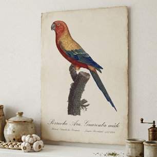 Sun Parakeet Male, Aratinga Solstitialis Poster