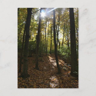 Sun peaking through the trees Postcard