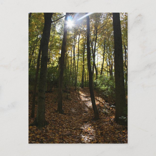 Sun peaking through the trees Postcard (Front)