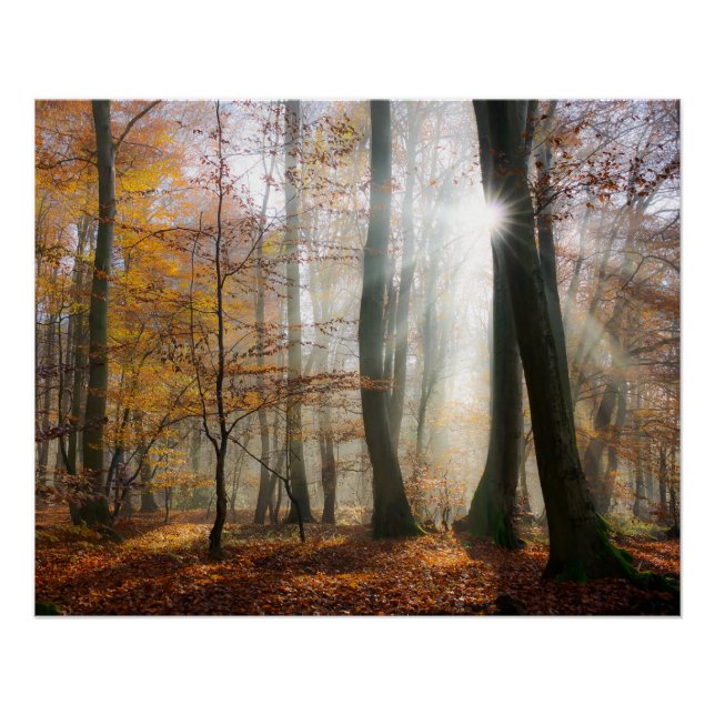 Sun Rays Mystic Misty Forest, Photo Poster (Front)