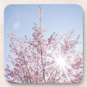 sun rays pass through pink flowers of a wow tree coaster