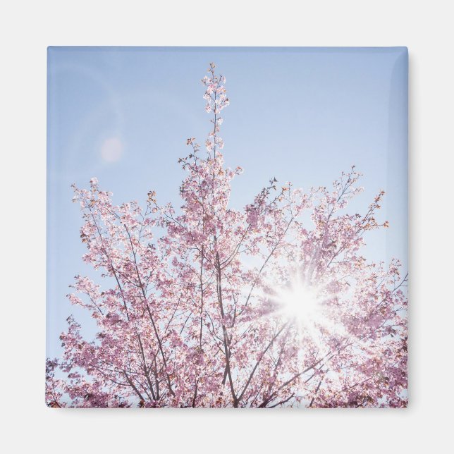 sun rays pass through pink flowers of a wow tree magnet (Front)