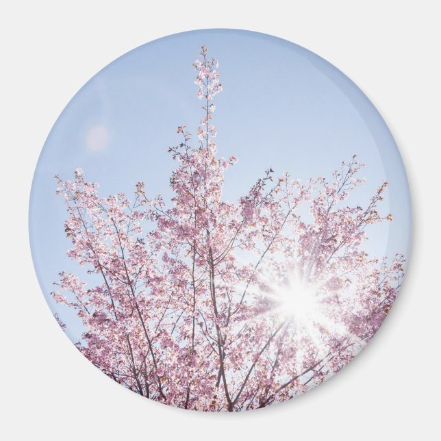 sun rays pass through pink flowers of a wow tree magnet (Front)