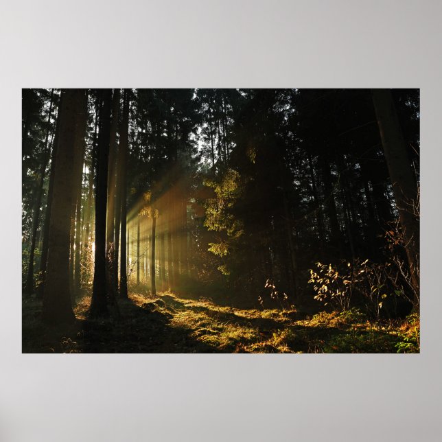 SUN RAYS PIERCING THROUGH TREES POSTER (Front)