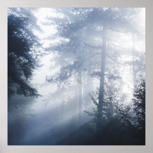Sun rays shinning through foggy forest poster