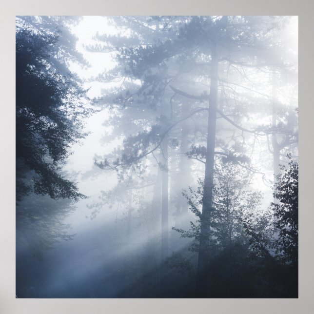Sun rays shinning through foggy forest poster (Front)