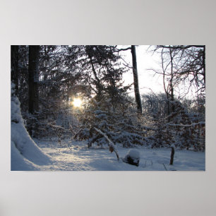 Sun reflection through the trees poster