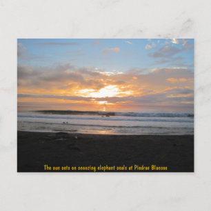 Sun Sets on Snoozing Elephant Seals Postcard