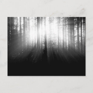 Sun Shining Through Trees in the Forest Postcard