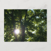 Sun Shining Through Trees