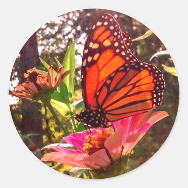 Sun Shining Thru Wings of Monarch Classic Round Sticker (Front)