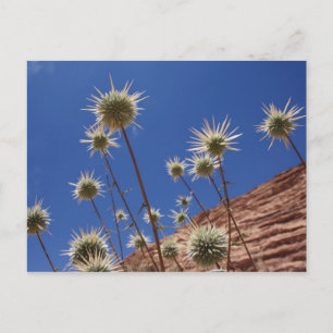 Sun Thistle Postcard