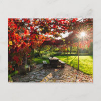 Sun through autumn leaves, Croatia