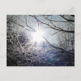Sun through the branches postcard