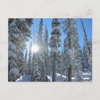 Sun through Trees in Winter Postcard
