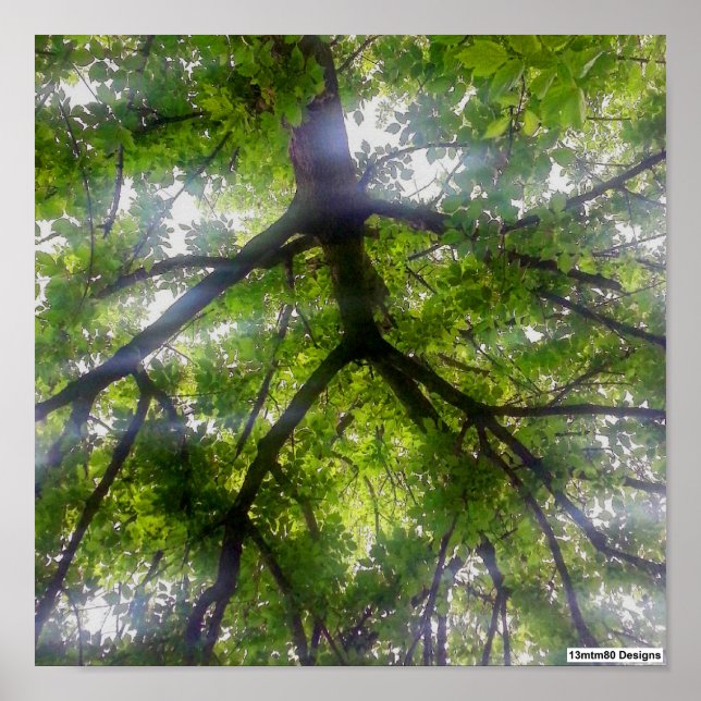Sun Trees (Ohio) - Poster (Devant)