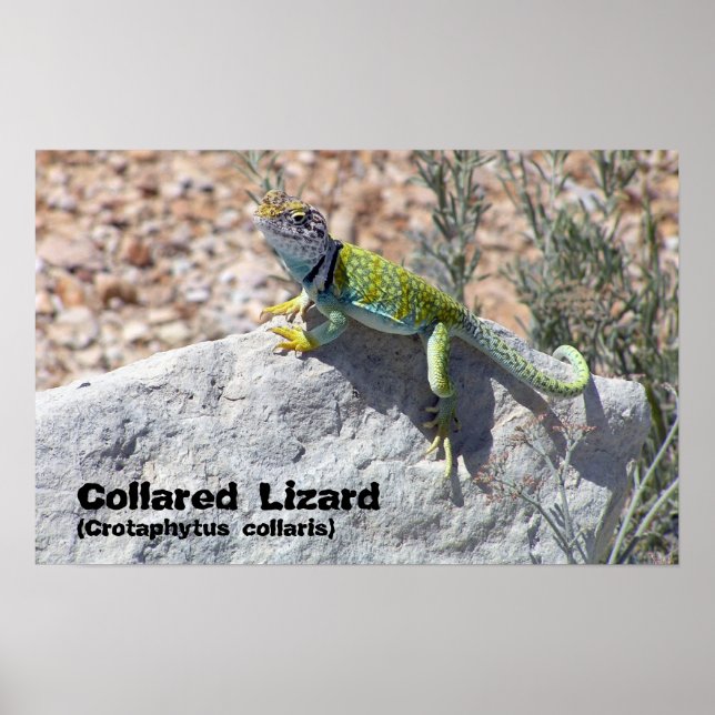 Sun Worshipping Colourful Collared Lizard Photo Poster (Front)
