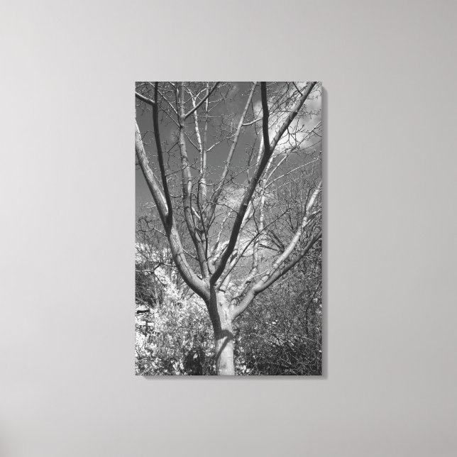 Sun Worshipping Tree Canvas Print (Front)