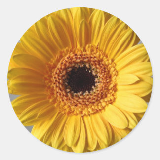 Sun Yellow Gerbera Classic Round Sticker