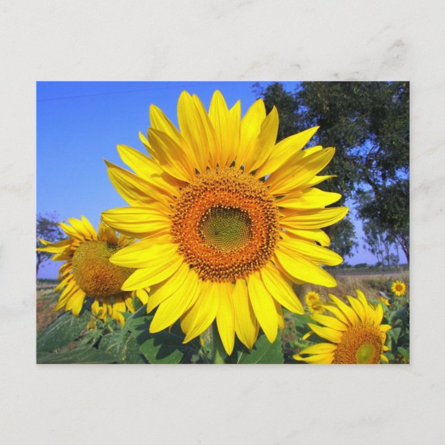 Sun-Yellow Sunflower Postcard (Front)