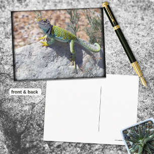 Sunbathing Collared Lizard On A Rock Photograph Postcard