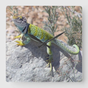 Sunbathing Colourful Collared Lizard Photograph Square Wall Clock