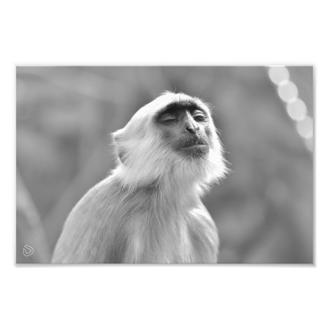 Sunbathing Grey Langur Monkey - Photo Print (Front)