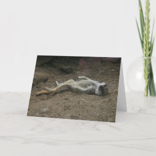 Sunbathing Meerkat Card