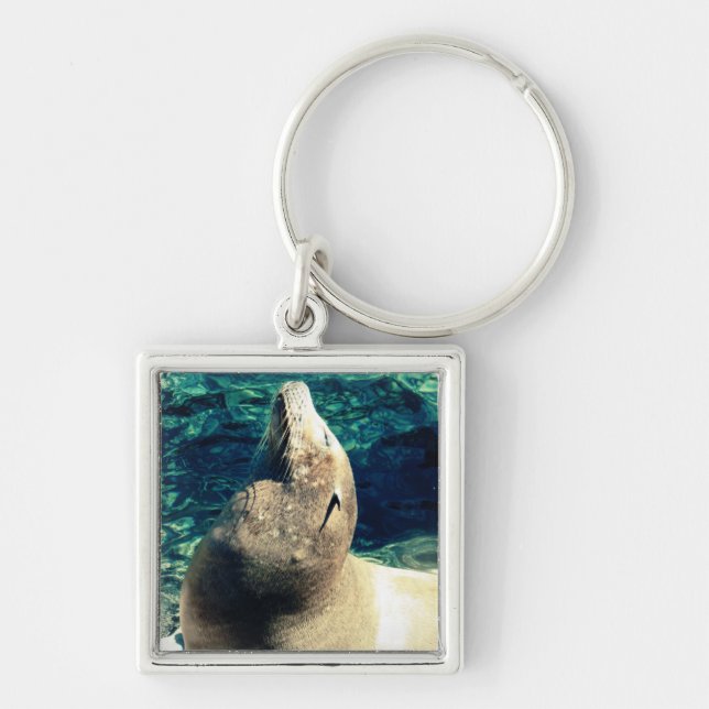 Sunbathing Sea Lion Keychain (Front)