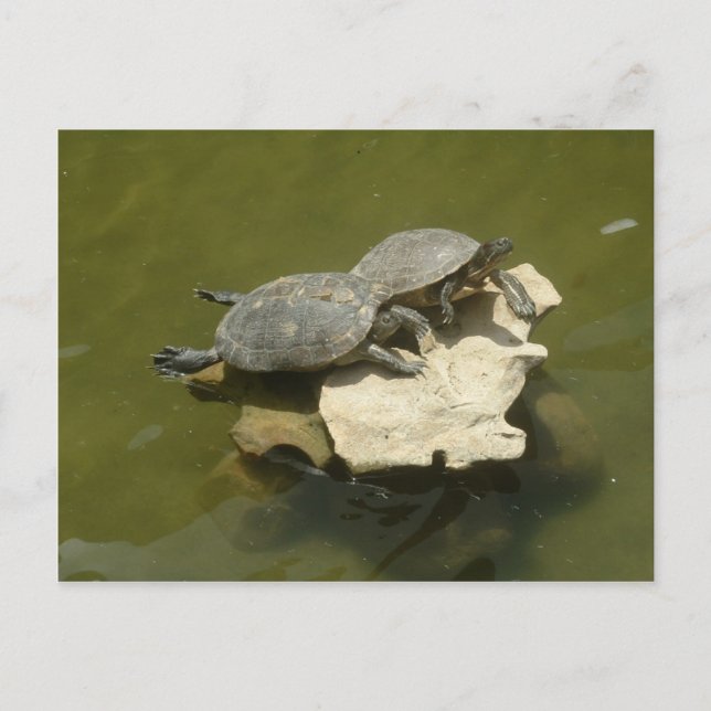 Sunbathing turtles postcard (Front)