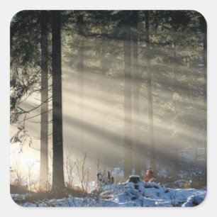 Sunbeam Through Forest in Winter Square Sticker