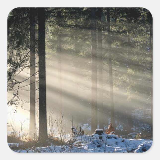 Sunbeam Through Forest in Winter Square Sticker (Front)