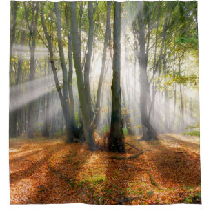 Sunbeams in a misty beech tree forest in autumn -