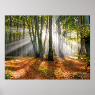 Sunbeams in a misty beech tree forest in autumn - poster