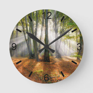 Sunbeams in a misty beech tree forest in autumn - round clock