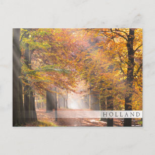 Sunbeams in an autumn forest, Holland bar postcard