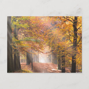 Sunbeams in an autumn forest postcard
