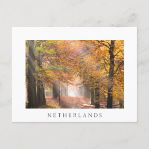 Sunbeams in an autumn forest white postcard